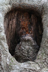 wooden portal