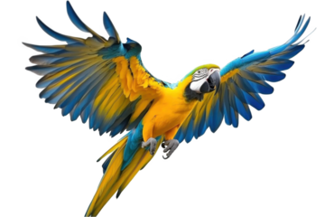 A blue and yellow macaw parrot flying, isolated on a white background