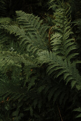 green fern in the forest