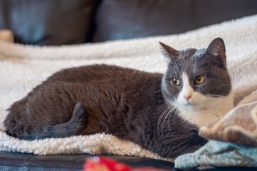 white and gray cat lying on a fluffy blanket indoors. life of a domestic cat