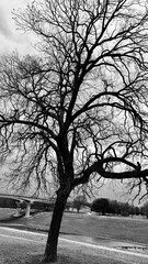 sunset in the forest, Fort Worth, Texas, USA