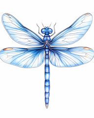 Azure Dragonfly Illustration Detailed wings, isolated on white, perfect for nature prints or designs