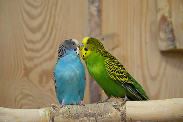 A pair of wavy parrots, blue and green, are kissing while sitting on a wooden perch