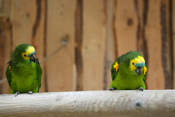 Pair Blue-fronted Amazon green on a wooden perch close up.