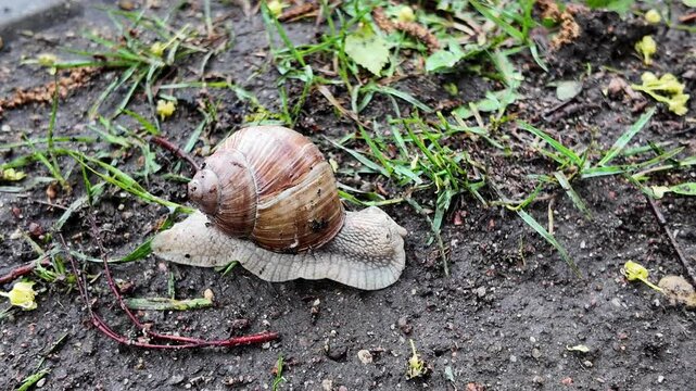 A large snail crawls slowly on the ground and takes out its horns