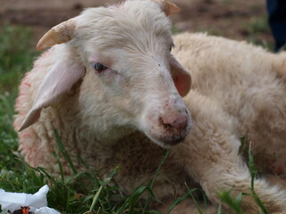 sheep and lamb © Seluk