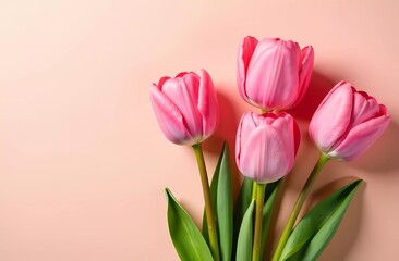 Fototapeta premium Bouquet of pink tulips on a pink background, flowers for Women's Day 8 March and Mother's Day