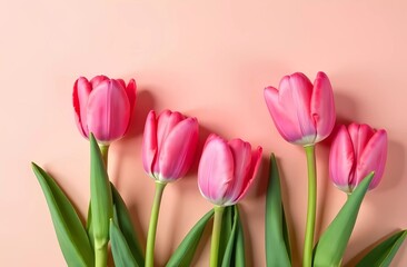 Fototapeta premium Bouquet of pink tulips on a pink background, flowers for Women's Day 8 March and Mother's Day