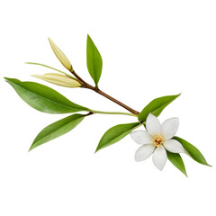 Vanilla flower with pods and green leaves isolated on a transparent background for natural design 