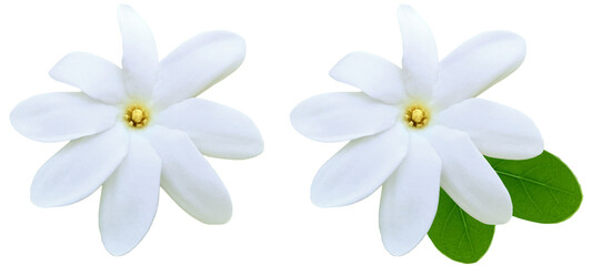 Tiare flowers of Tahiti with and without leaves, isolated on transparent background, 8 petals, lucky tiare flower for floral and relaxation design