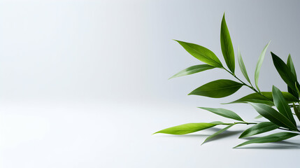 Green Leaves Branch on White Background