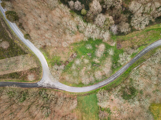 Aerial view of c road through oak tree forest.