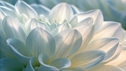 Fototapeta premium White Flower Close-Up Tile