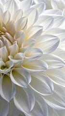 Fototapeta premium White Flower Close-Up Tile