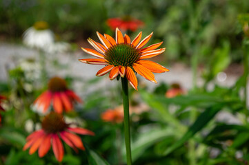 Echinacea purpurea sombrero orange coneflowers flowering plants, group of ornamental medicinal...
