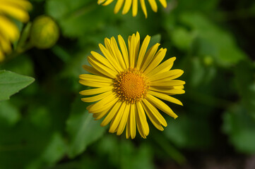 Doronicum orientale leopards bane bright yellow spring flowers in bloom, ornamental garden flowering plant