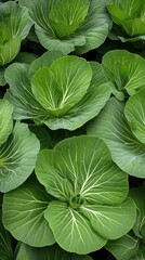 Fototapeta premium Morning sunlight illuminates vegetable fields as a farmer cultivates green Chinese cabbage amid lush landscapes and fertile soil