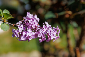 Spring decorative bush of Syringa vulgaris or common lilac, lilac or white color, close up photo, in the garden or landscape architecture design, wallpaper