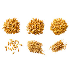Close-Up Barley Malt for Brewing Beer - Four Unique Perspectives Isolated on Transparent Background