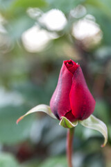 Yellow pink white roses Rosa banksiae or Lady Bankflowers for the celebration use, in the garden or...