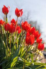 White red early spring blooming flowers of Tulips or Tulipa in the garden or landscape architecture design