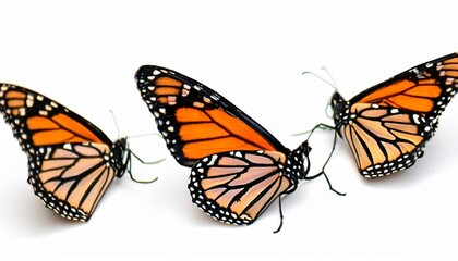 Fototapeta premium Trio of Monarch Butterflies: Beautifully Isolated on White Background