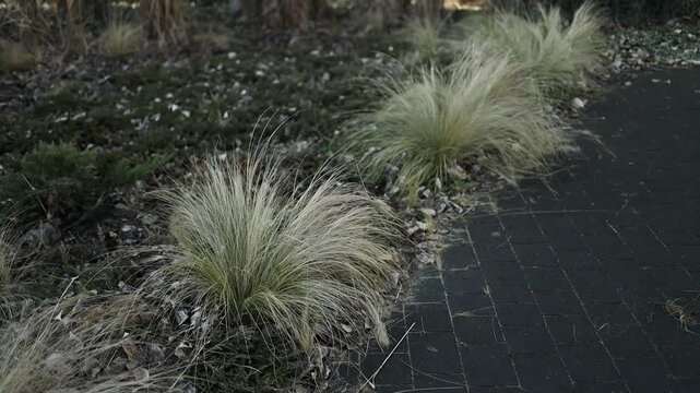  A limestone path separates borders of Hakonechloa macra Aureola, a shade loving beautiful golden variegated grass and pink and blue bloomstruck hydrangeas. High quality FullHD footage