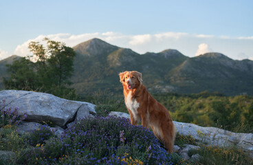 A Nova Scotia Duck Tolling Retriever gazes into the distance while sitting on a rocky slope. The natural backdrop of lush hills and blue skies highlights the dog's serene presence.