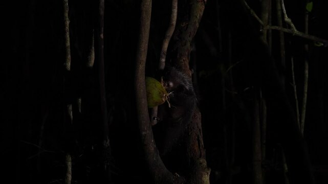 Aye-aye, Daubentonia madagascariensis, night animal in Madagascar. Aye-aye nocturnal lemur monkey in the nature habitat, coast forest in Madagascar, widllife nature. Rare endemic