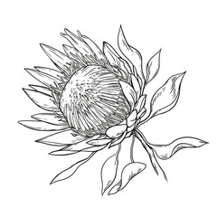 Outline black and white protea flower. Realistic botanic illustration. Vintage floral cover design