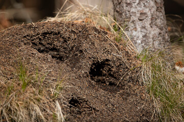 Obraz premium picking traces of a european green woodpecker (picus viridis) in a anthill of red wood ants