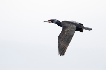 Adult great cormorant (phalacrocorax carbo ssp. sinensis) in flight