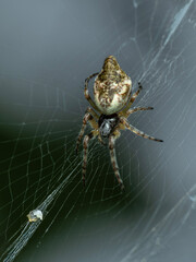 P5130263 orb weaver spider, Cyclosa conica, crawling on web, cECP 2024