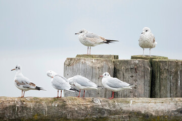 adult black-headed gulls (chroicocephalus ridibundus) an a single first winter Common gull (Larus canus) in winter plumage