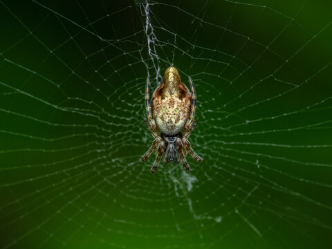 P5120103 orb weaver spider, Cyclosa conica, on web, cECP 2024