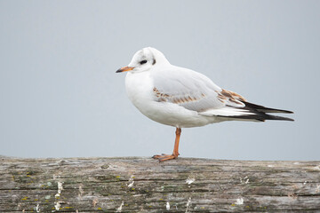 First winter  black-headed gull (chroicocephalus ridibundus) in winter plumage