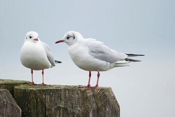 Two adult black-headed gull (chroicocephalus ridibundus) in winter plumage