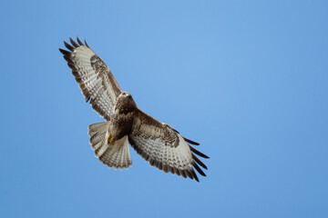 Fototapeta premium Adult common buzzard (buteo buteo) circeling in the blue sky