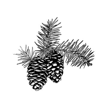A black-and-white linear vector illustration of a spruce branch with pinecones.