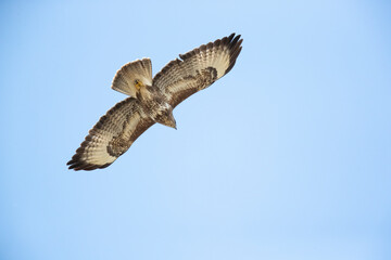 Adult common buzzard (buteo buteo) circeling in the blue sky