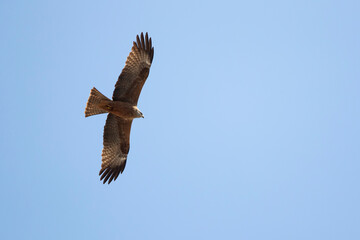 Adult black kite (milvus migrans ssp. migrans) circeling in the blue sky