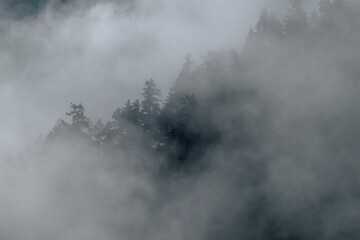 Dense Fog in a Douglas Fir Forest in Oregon