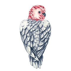 Pink-breasted cockatoo. Watercolor illustration of an Australian bird Gala, a pink-breasted cockatoo. Parrot isolated on a white background for design of cards, invitations in a tropical style