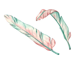 Banana palm leaves. Watercolor illustration of palm tree leaves in pink and green pastel colors. Tropical leaves template for postcard and invitation designs isolated on white background