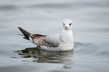 first winter common gull (larus canus) at ammersee in bavaria, germany