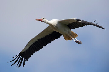 Obraz premium Adult white stork (ciconia ciconia) in flight