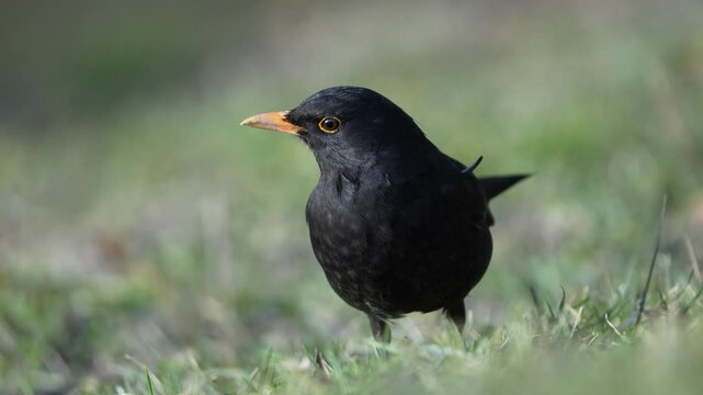 Eurasian blackbird aka the common blackbird or turdus merula is searching worms in the grass. Close-up portrait.