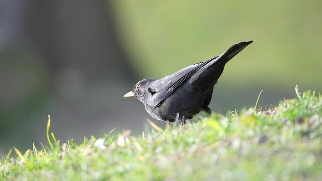 Eurasian blackbird aka the common blackbird or turdus merula is eating worms in the grass. Springtime in nature of Czech republic.