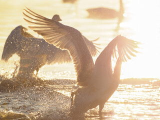 光る湖面を駆け出す白鳥