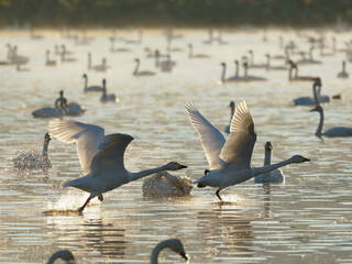 光る湖面を駆け抜ける白鳥